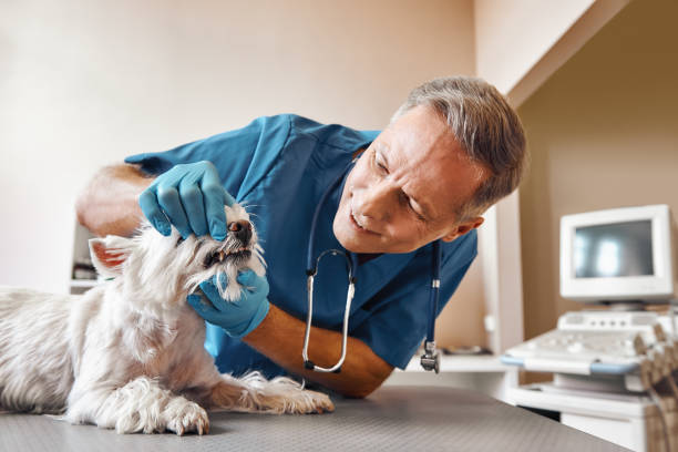  Waynesville, OH Emergency Dentist Pros